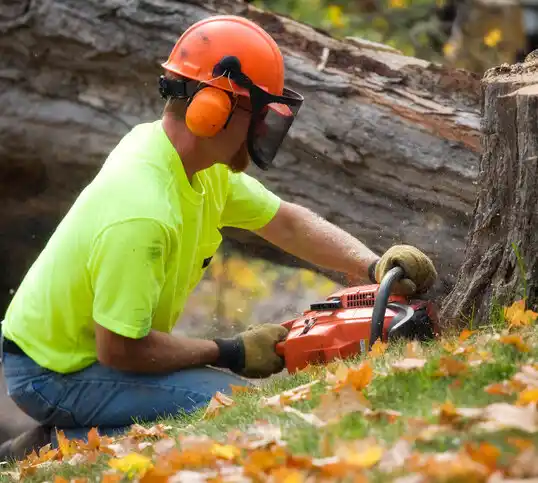 tree services Ionia